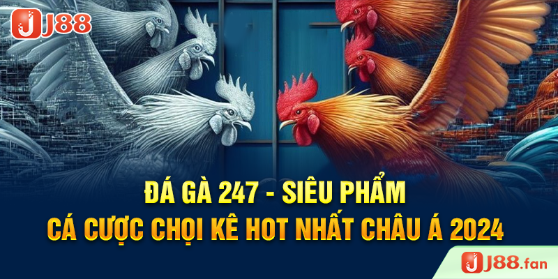 Đá Gà 247 - Siêu Phẩm Cá Cược Chọi Kê Hot Nhất Châu Á 2024